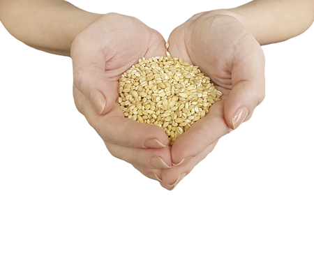 hand holding grain isolatedの写真素材