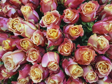 beautiful roses backgroundの写真素材