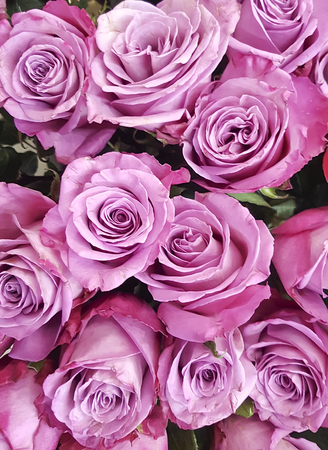 beautiful fresh pink roses backgroundの写真素材
