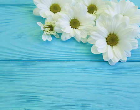 white chrysanthemum on blue woodenの写真素材