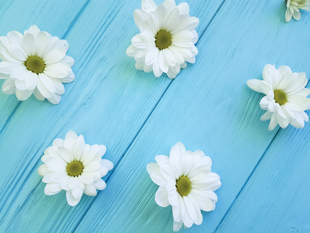 white chrysanthemum daisy on blue wooden, patternの写真素材
