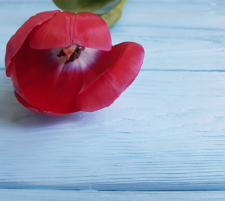tulips on a wooden backgroundの写真素材