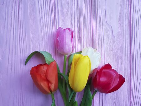 tulips on a pink wooden backgroundの写真素材