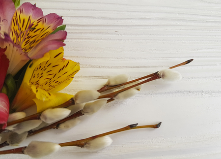 willow alstroemeria on a white wooden backgroundの写真素材