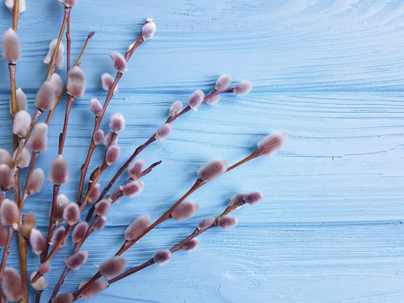 willow on a blue wooden backgroundの写真素材