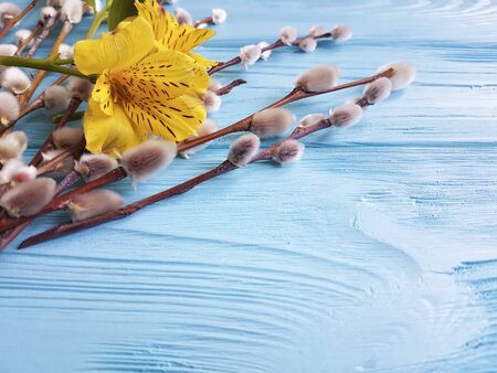 flower yellow alstroemeria, willow on a blue wooden background, Easter eggsの写真素材