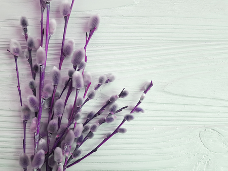willow on white woodenの写真素材