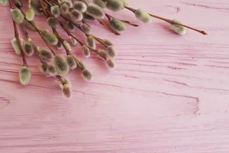 branch of a willowの写真素材
