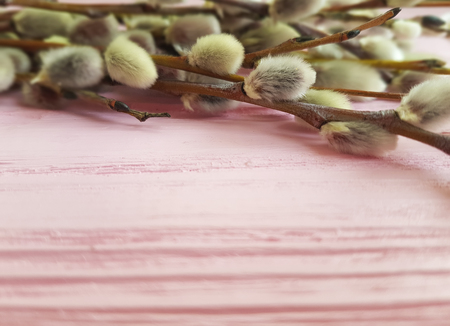 branch of a willowの写真素材