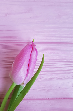 beautiful tulips on a pink wooden backgroundの写真素材