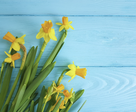 daffodils on a blue wooden backgroundの写真素材