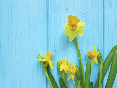 daffodils on a blue wooden backgroundの写真素材
