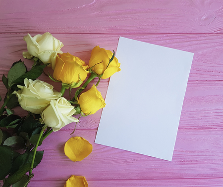 yellow rose on pinkの写真素材