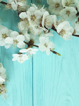 branch of blossoming cherry, on a blue wooden background, springの写真素材