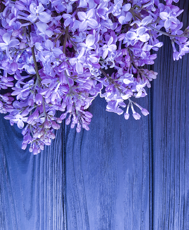 lilac flowers on a dark blue backgroundの写真素材