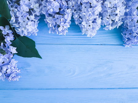 beautiful fresh lilac on blue wooden backgroundの写真素材