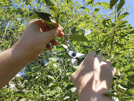pruning trees, caring for the garden service
