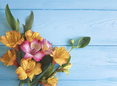 flower alstroemeria on a color wooden background, frameの写真素材