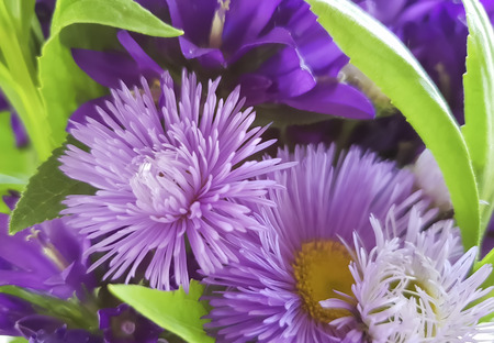 bouquet chrysanthemum bell closeup autumn