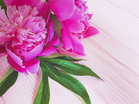 beautiful flower peony on wooden backgroundの写真素材