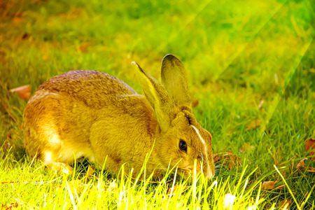 hare in the meadowの写真素材