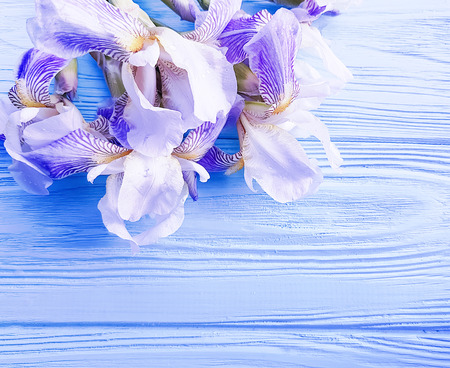 beautiful flower iris on blue wooden background frame