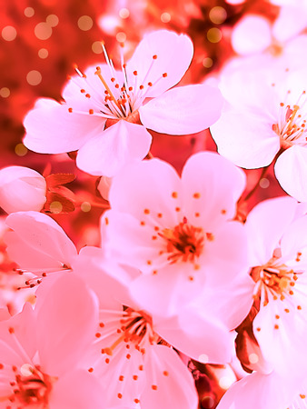 blooming cherry background cardの写真素材