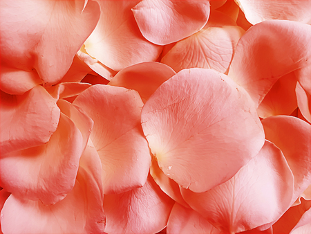 rose petals beautiful background seasons elegant creativeの写真素材