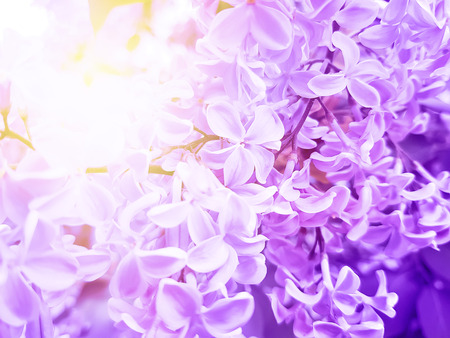 beautiful branch lilac backgroundの写真素材