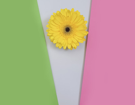 flower gerbera on color backgroundの写真素材