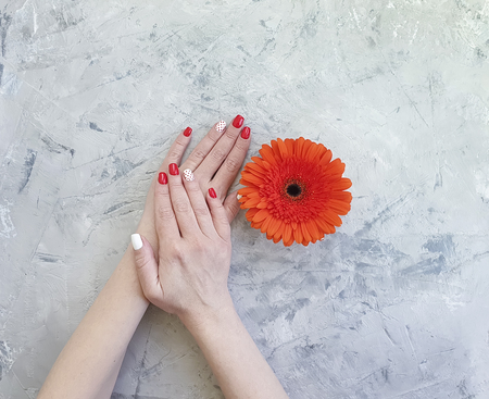 female hands, red manicure, gerbera flower on a gray concreteの写真素材