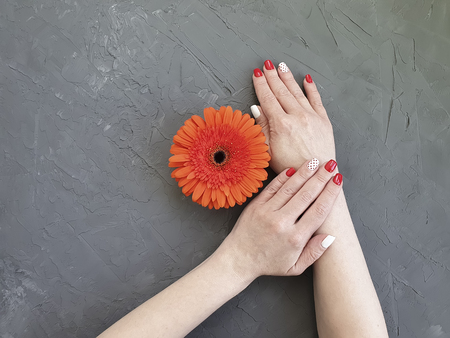 female hands, red manicure, gerbera flower on a gray concreteの写真素材