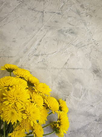 yellow chrysanthemum flower on concrete background frameの写真素材