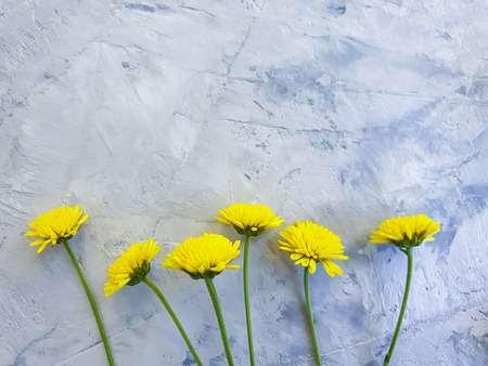 yellow chrysanthemum flower on concrete background frameの写真素材