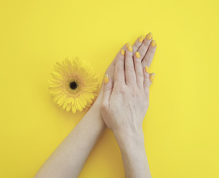 female hands manicure gerbera flower