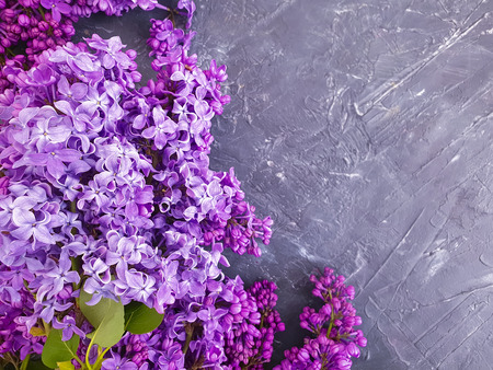 beautiful lilac flower on gray concrete background frameの写真素材