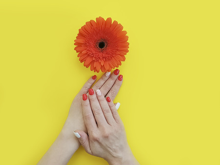 female hands manicure gerbera flowerの写真素材