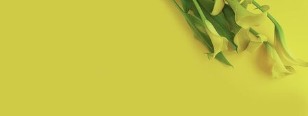Calla flower on a colored background summer