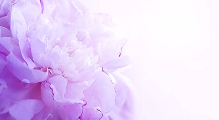 beautiful peony flower close-upの写真素材