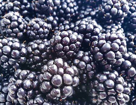 ripe blackberry organic backgroundの写真素材