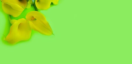 calla flower on a colored backgroundの写真素材