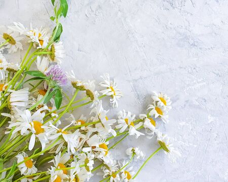 daisy flower on concrete backgroundの写真素材