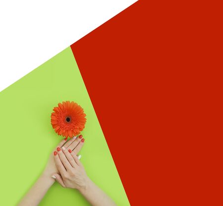 female hands manicure gerbera flowerの写真素材