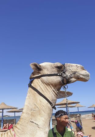 November 3, 2019, Egypt, Hurghada man with a camel, hotel Long Beach Resort Hurghadaのeditorial素材