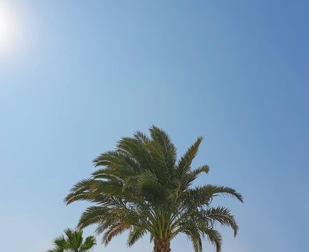 palm sky sun summer background resort seasonの写真素材