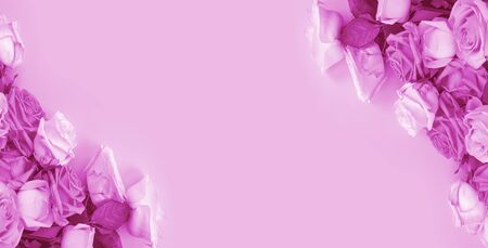 roses bouquet on a colored background frameの写真素材