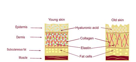 The anatomical structure of the skin. Skin agingの写真素材