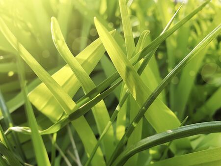 spring fresh grass closeup sunlight beauty springtime