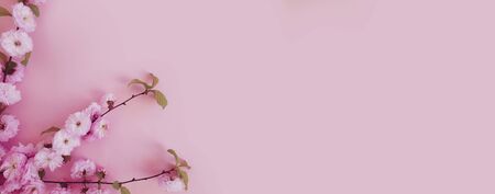 blooming cherry on a colored background frame