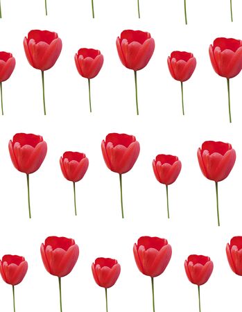 red tulip flower isolated on white backgroundの写真素材